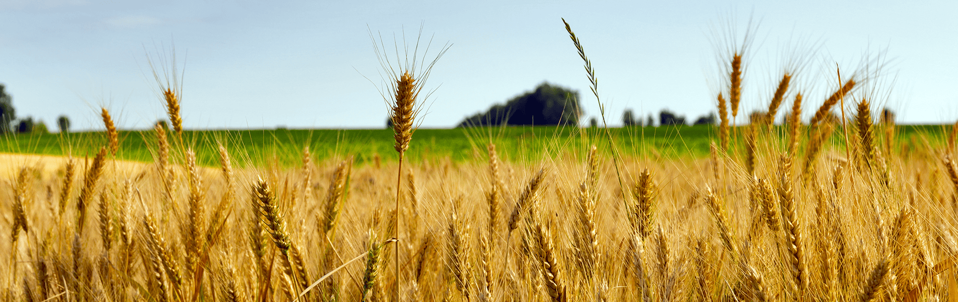 champs bl&#233; campagne agriculture